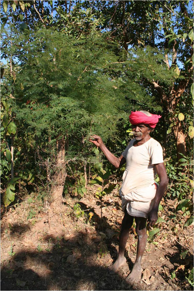 Nathu Baba with  a sacred Kheriya tree reduced to a stump