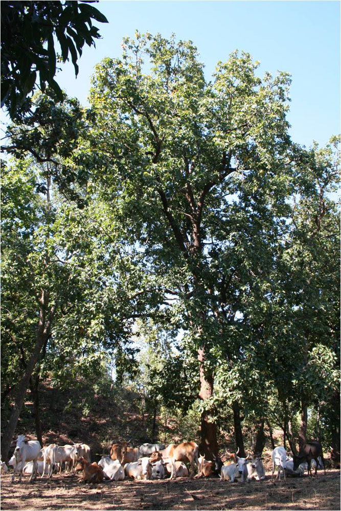 The remains of Nathu Baba's sacred grove
